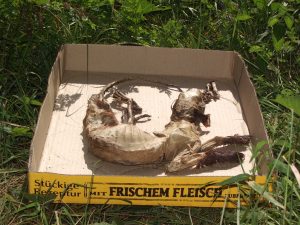 The Marten – fragments of Blankow or the Longing for Heimat