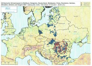 Afrikaanse zwijnenpest waart door Europa