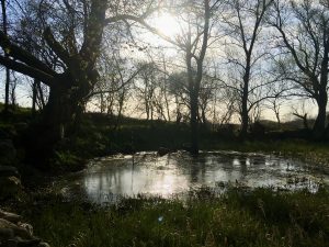 About The Pond